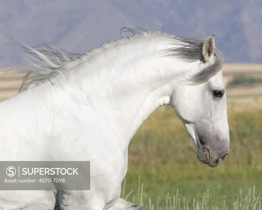 Grey Andalusian stallion running in field, Longmont, Colorado, USA