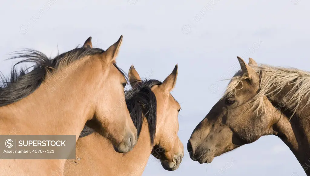 Wild horses / mustangs, palomino stallion and two dun mares, Pryor Mountains, Montana, USA   