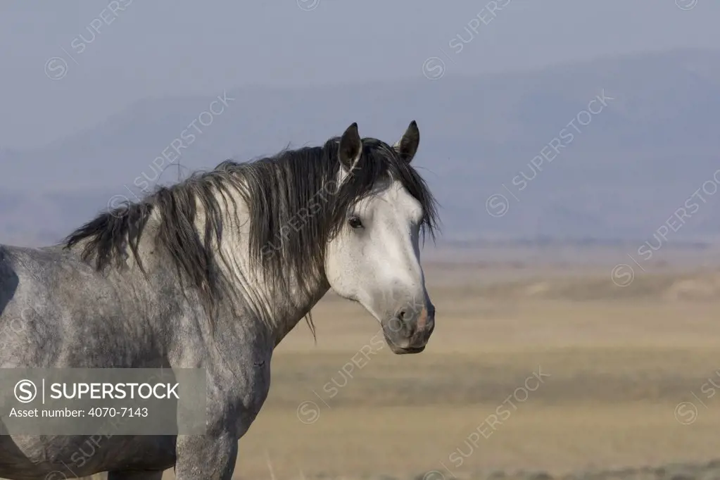 Wild horse / mustang, grey stallion, McCullough Peaks, Wyoming, USA   