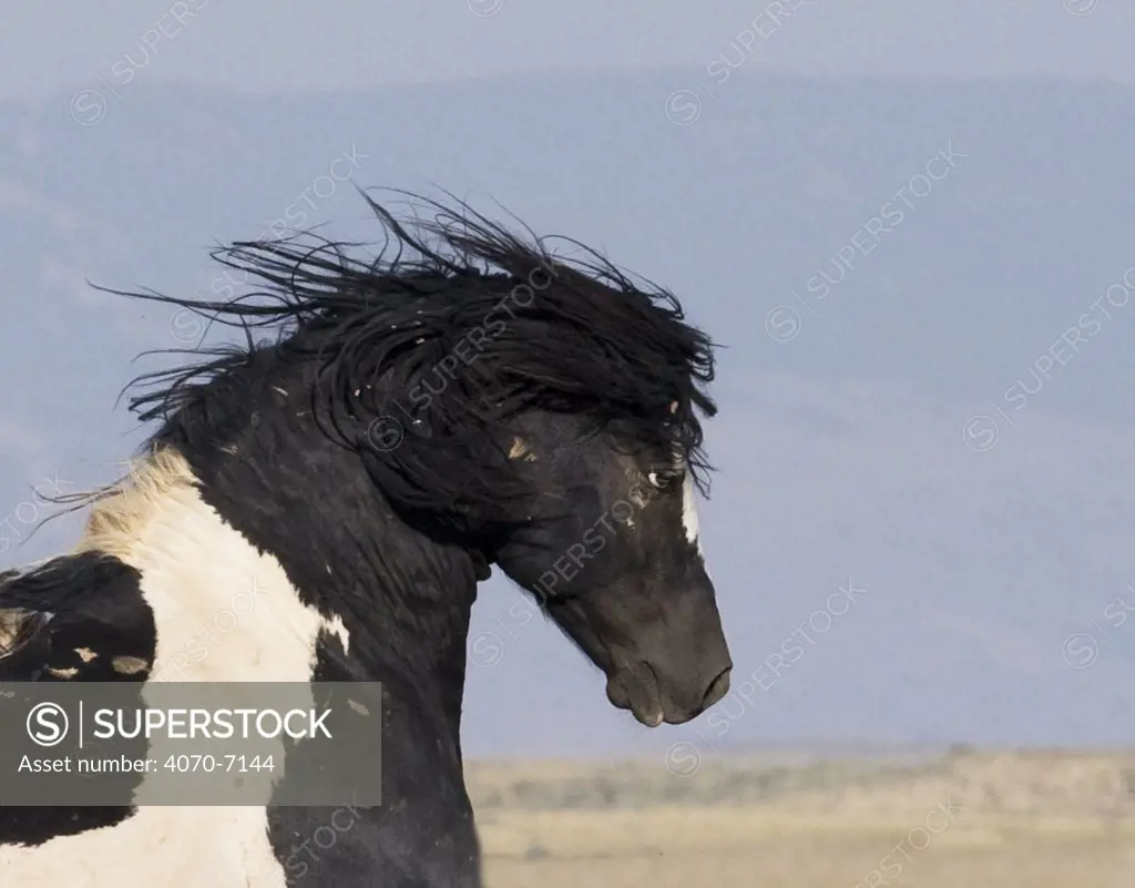 Wild horse / mustang, black pinto stallion with ears back, McCullough Peaks, Wyoming, USA   