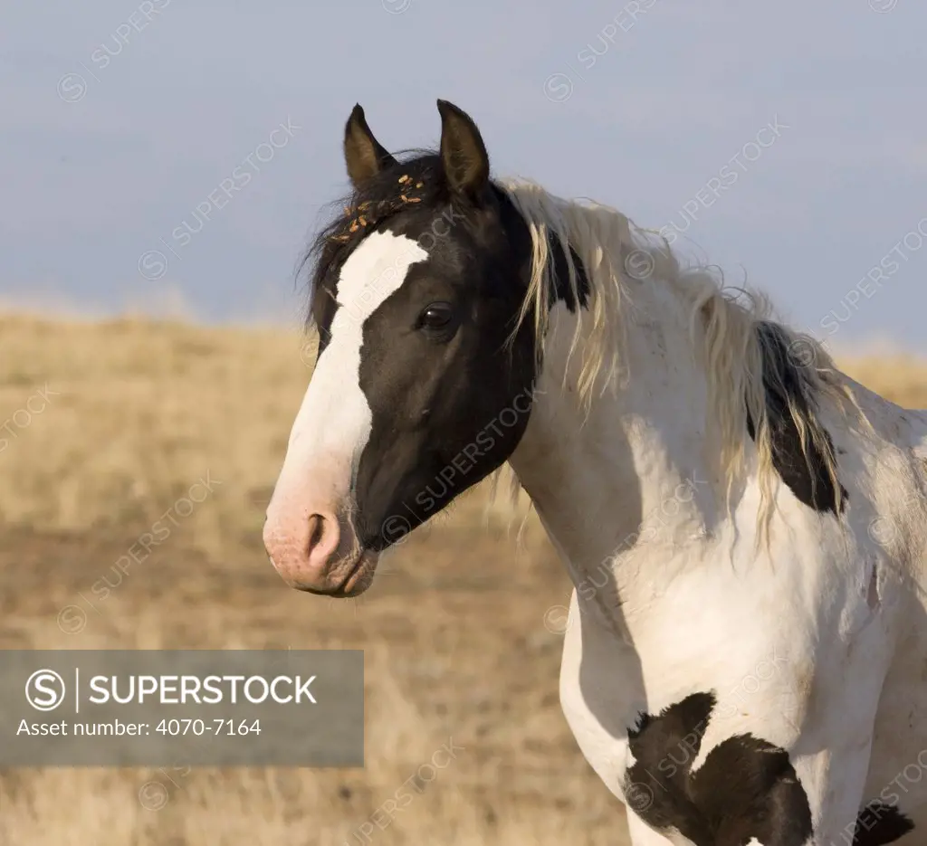 Wild horse / mustang, black pinto colt, McCullough Peaks, Wyoming, USA