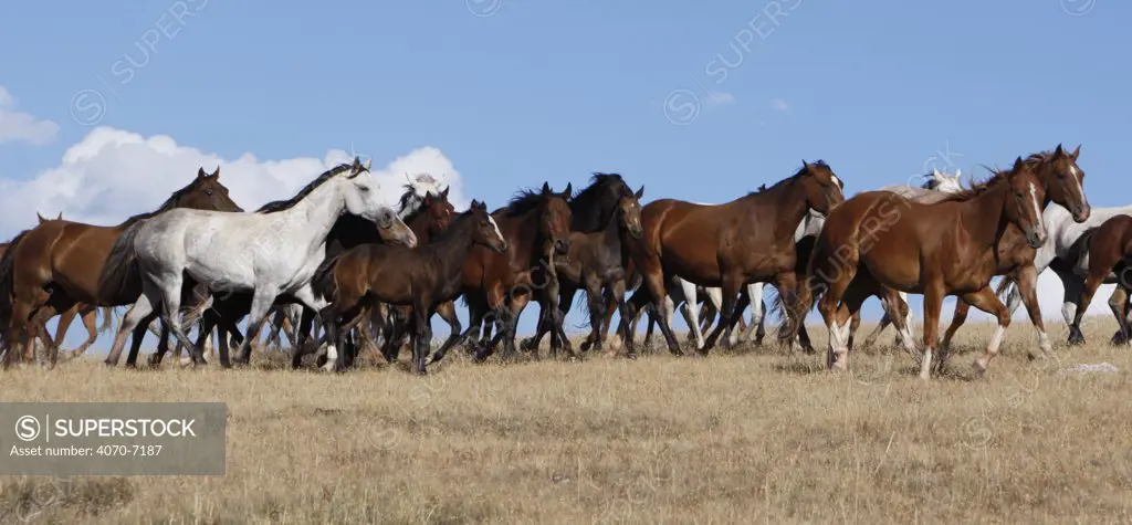Quarter horse mares and foals trotting, Flitner Ranch, Shell, Wyoming, USA