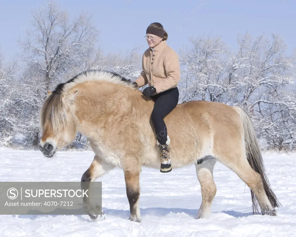 Woman riding Norwegian Fjord stallion bareback without bridle in snow, Berthoud, Colorado, USA, model released