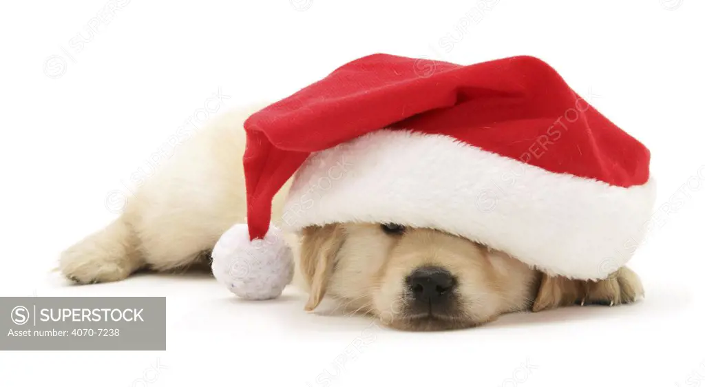 Golden Retriever puppypy asleep under Father Christmas hat. 
