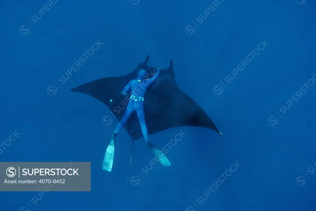 Diver swimming with Manta ray Manta birostris}  Pacific, Mexico