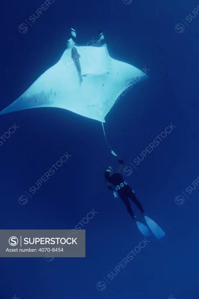 Manta ray with diver Manta birostris} Soccora Is, Mexico, Pacific