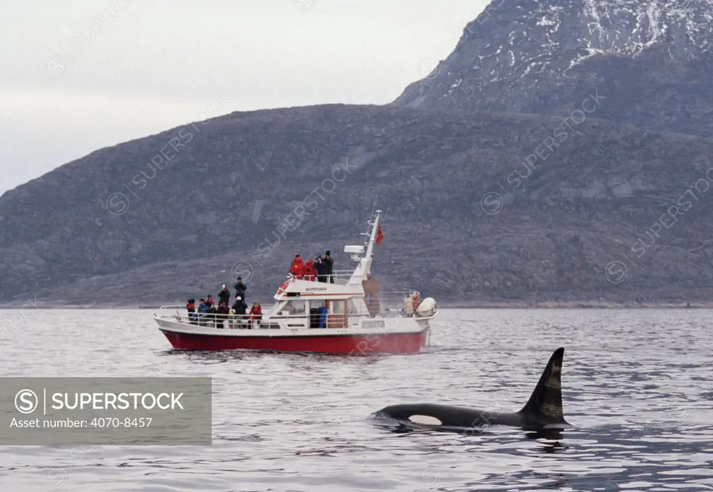 Male Killer whale Orcinus orca} beside tourist boat, Tysfjord, Norway