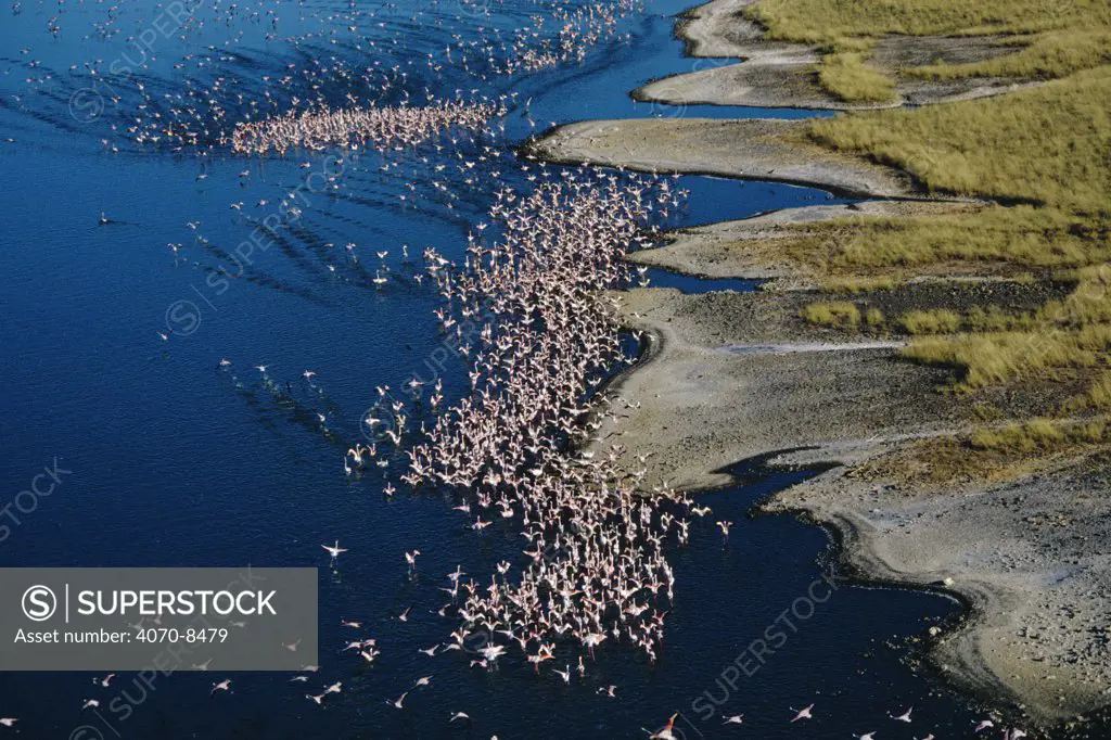Aerial view of Lake Bogoria with flock of Lesser flamingoes, Kenya