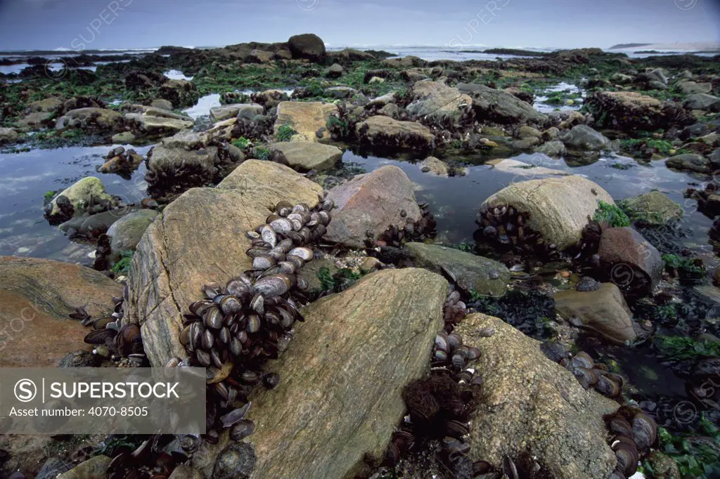 Mussels in the intertidal zone of Atlantic coast. Namibia