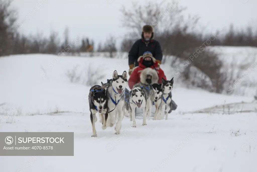 Team of Sled dogs / huskies (Canis familiaris) pulling sledge in Manitoba, Canada