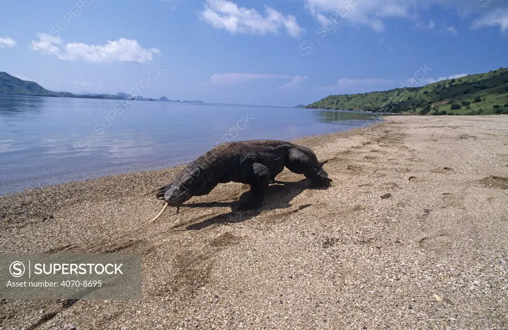 Komodo dragon walking along beach (Varanus komodoensis) smelling air with tongue, Komodo Island, Indonesia