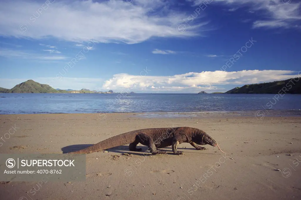 Komodo dragon on beach, Komodo Is (Varanus komodoensis) Indonesia