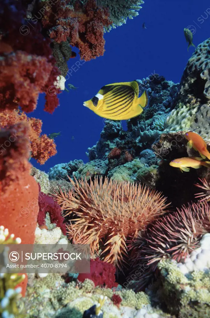 Crown of thorns starfish and butterflyfish on coral reef, Red Sea, Egypt.