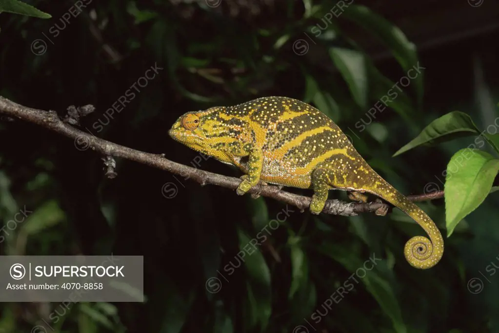 Will's chameleon Furcifer willsii} female on branch, Eastern Rain Forest, Madagascar