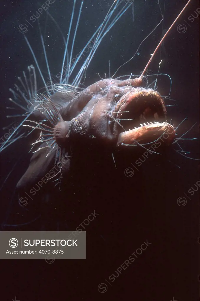 Female Anglerfish - Deep sea species from Atlantic Ocean Caulophryne sp.}