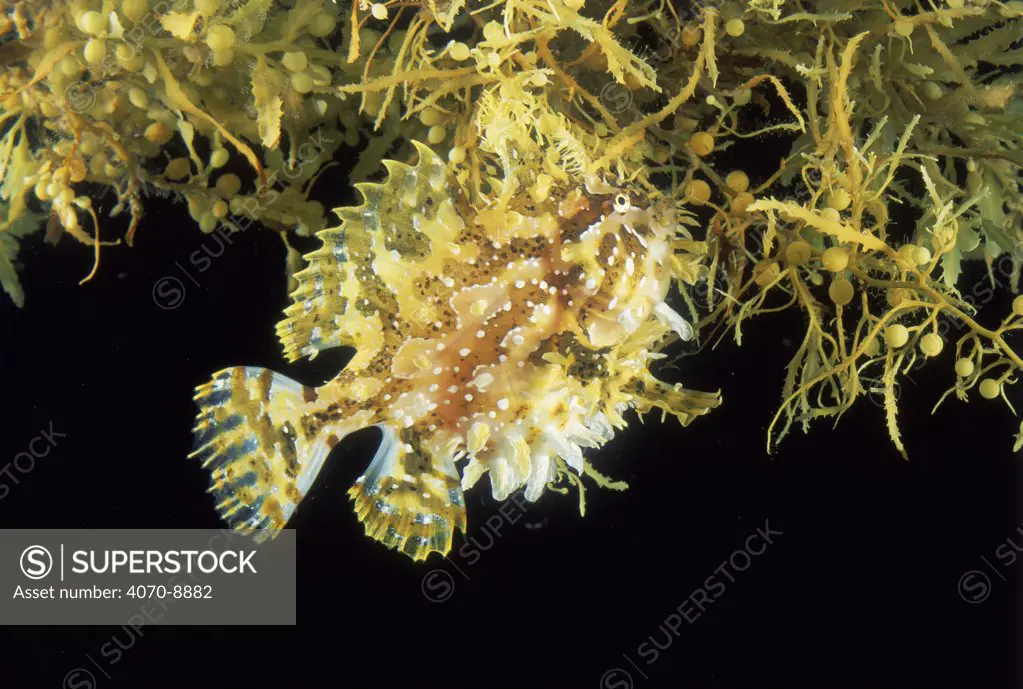 Sargassum frogfish (Histrio histrio) camouflaged on Sargassum seaweed off Cape Verde Islands, Atlantic. Seaweed floats in large masses on sea surface