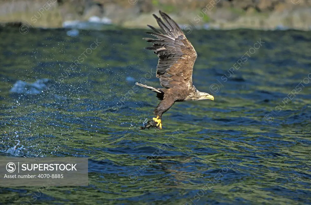 White tailed sea eagle Haliaeetus albicilla}, fishing, Isle of Skye, Scotland. Sequence 3/3