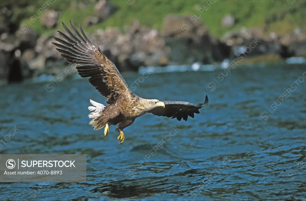 White tailed sea eagle fishing Haliaeetus albicilla}, Isle of Skye, Scotland, UK. Endangered species. Sequence 1/3