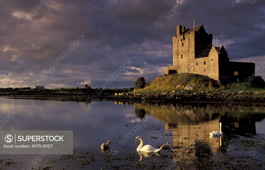 Dunguaire Castle at sunset, Co Galway, Southern Ireland, with swan on lake in foreground