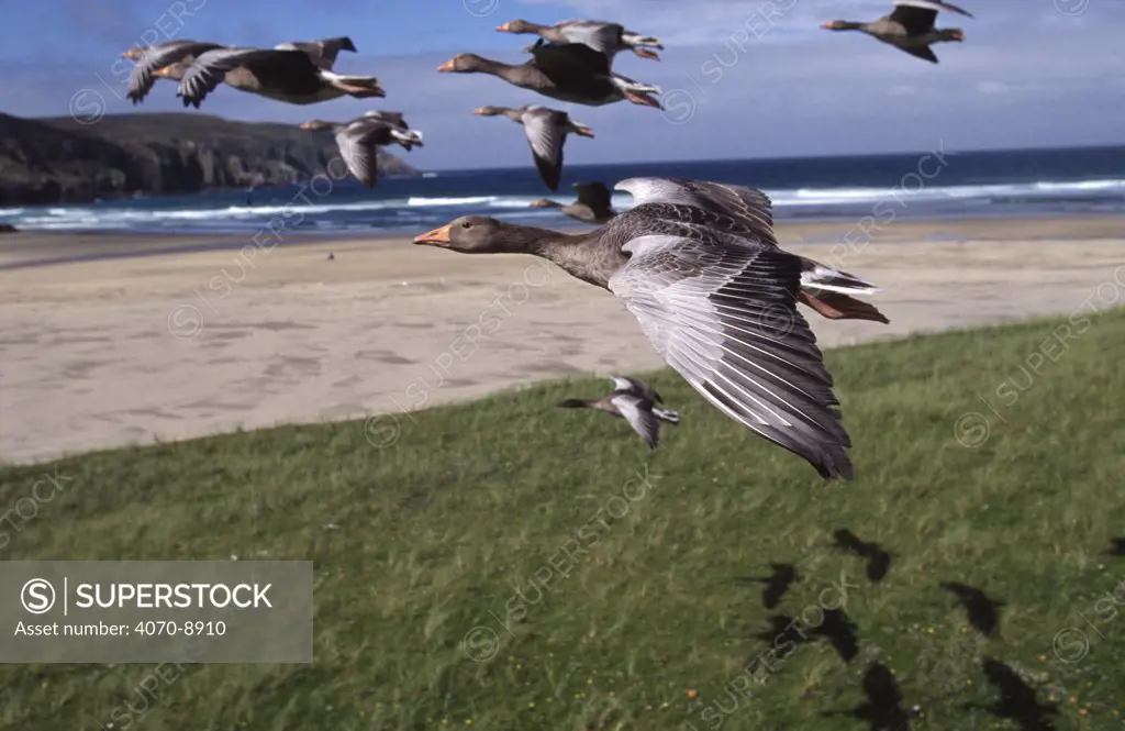 Flock of Greylag geese in flight Anser anser} imprinted flock, part of programme filming for BBC series
