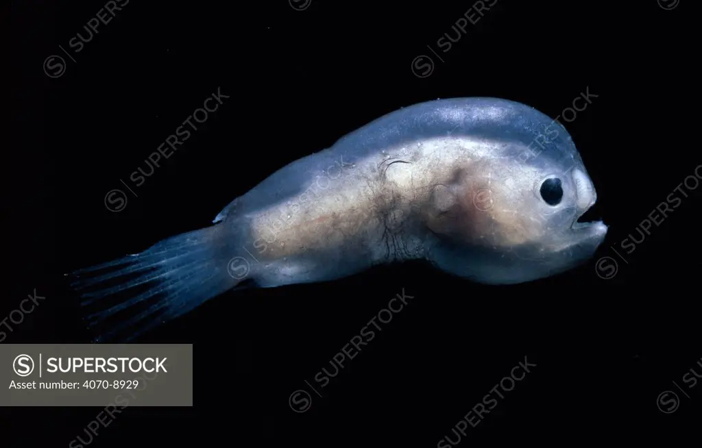 Deep sea Anglerfish male. Male is ten times smaller than female and has well developed olfactory system to help locate females in the darkness, Atlantic ocean