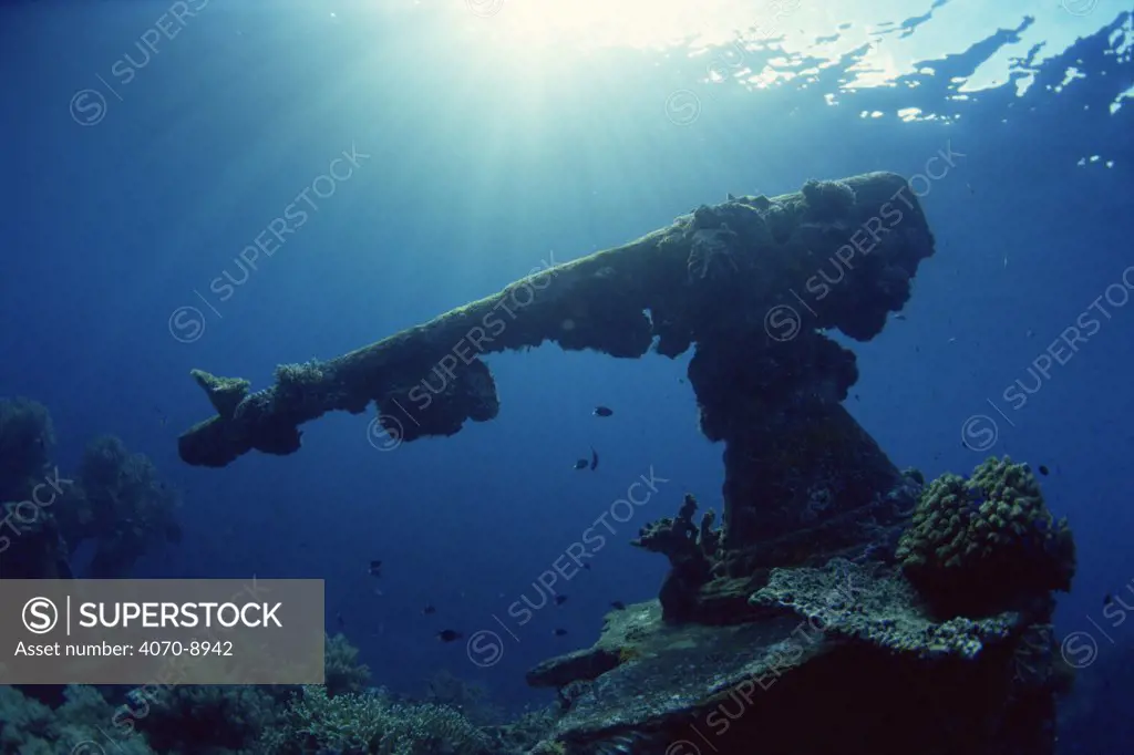 Bow gun of Japanese WWII ship wreck forms artificial coral reef, Truk Lagoon, Micronesia