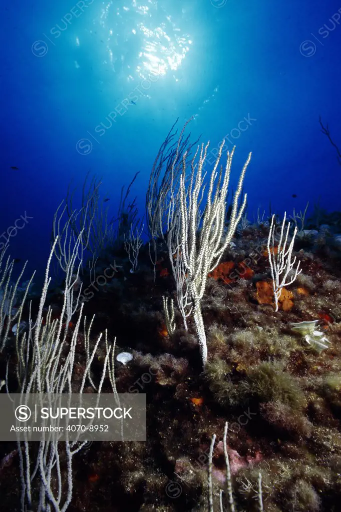 Warty coral on coral reef Eunicella verrucosa} Menorca, Mediterranean