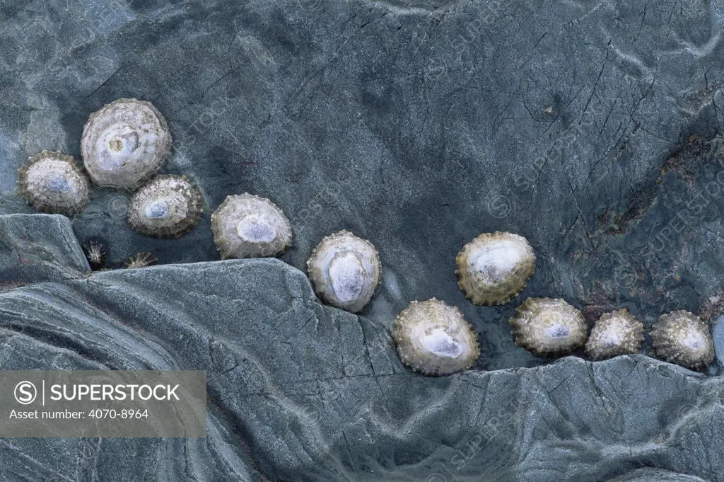 Common limpets Patella vulgata} on rock at low tide, Borth Wen, Lleyn peninsula, Gwynedd, Wales, UK