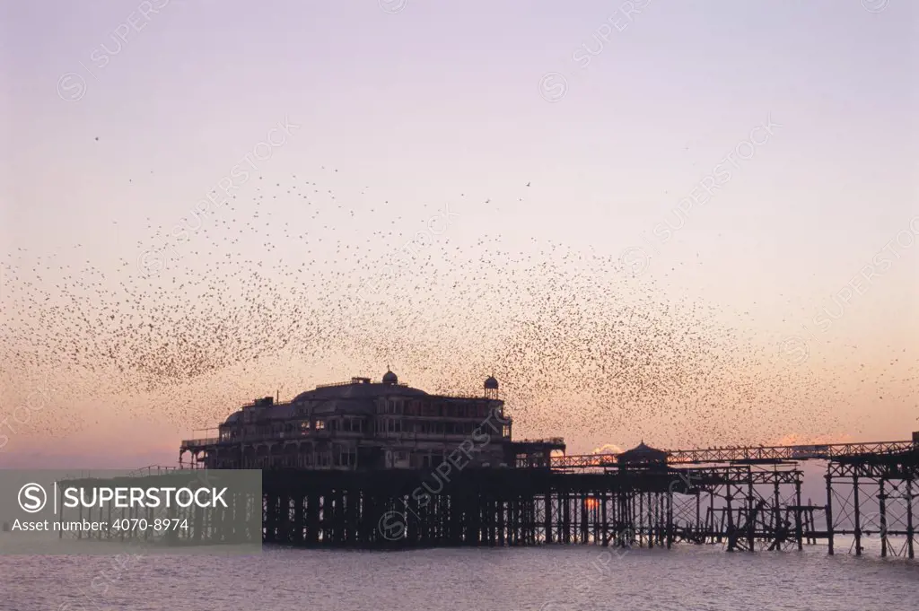 Flock of Common starlings Sturnus vulgaris} coming into roost on West Pier, Brighton, Sussex, UK