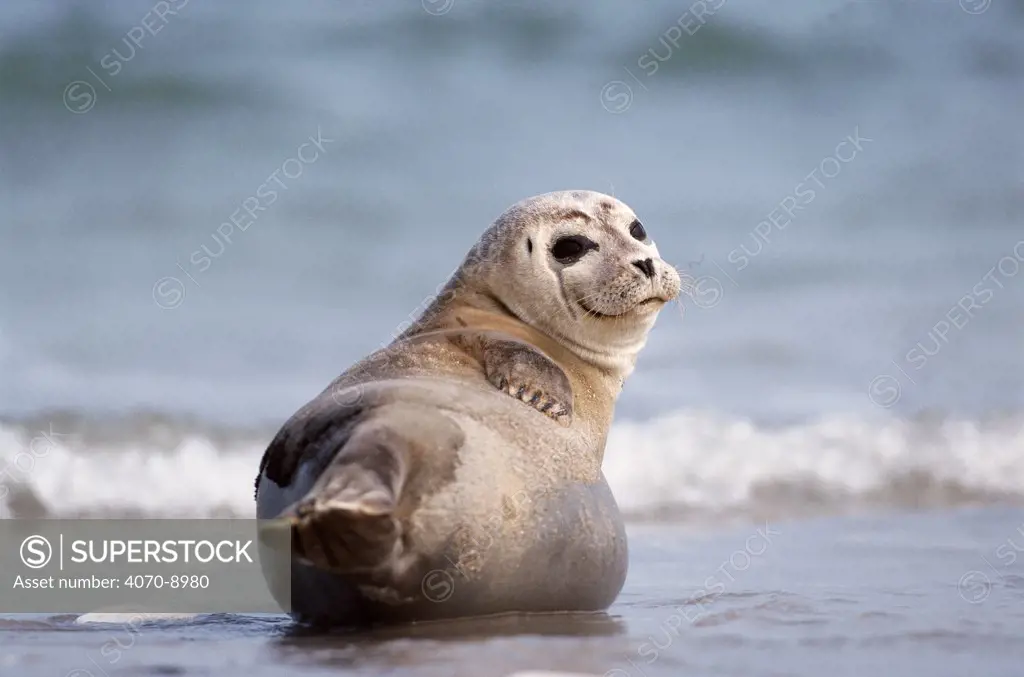Common seal on beach Phoca vitulina} Helgoland, Germany