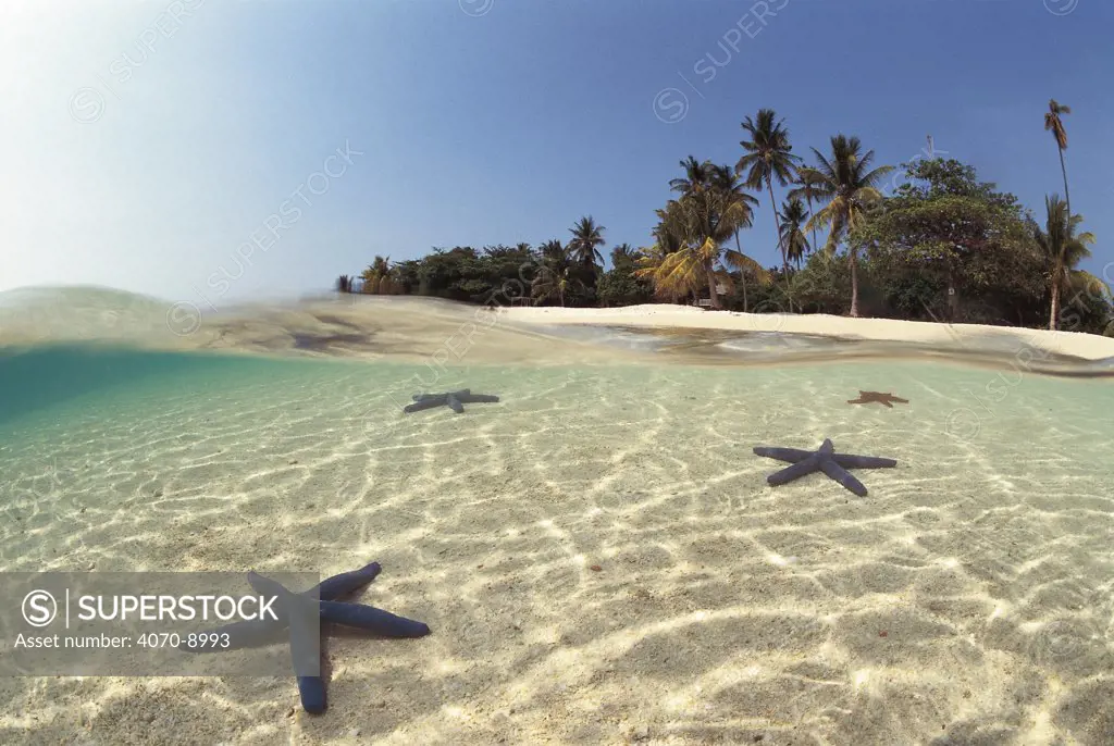 Starfish Linckia laevigata} in shallow water Indonesia