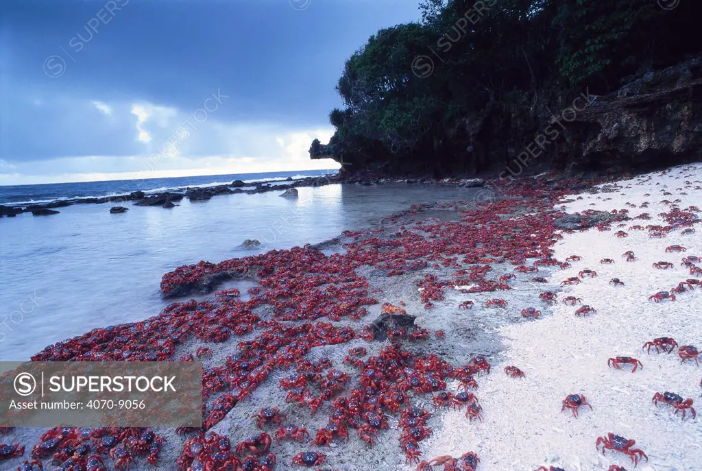 Adult Christmas island red crabs entering sea for short while to replenish body salts and moisture before reproduction Gecarcoidea natalis} Christmas island, Pacific.
