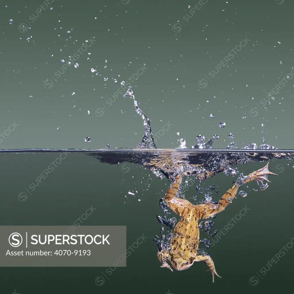Common frog Rana temporaria} diving into clear water. England. Captive