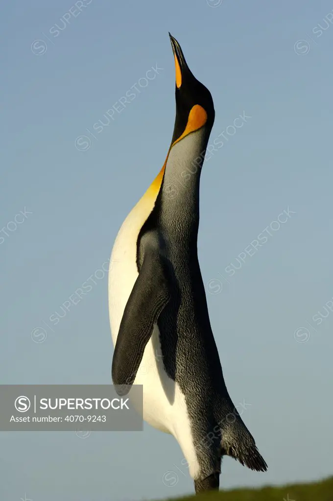 Ein mnnlicher Knigspinguin (Aptenodytes patagonicus) richtet sich hoch auf, um mit einem lauten Ruf seinen Konkurrenten zu imponieren. | A male king penguin (Aptenodytes patagonicus) stands tall and calls during display.