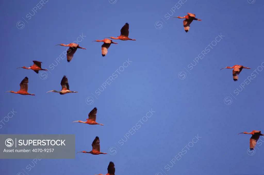 Scarlet ibis Eudocimus ruber} flying to roost, Caroni swamp, Trinidad, Caribbean