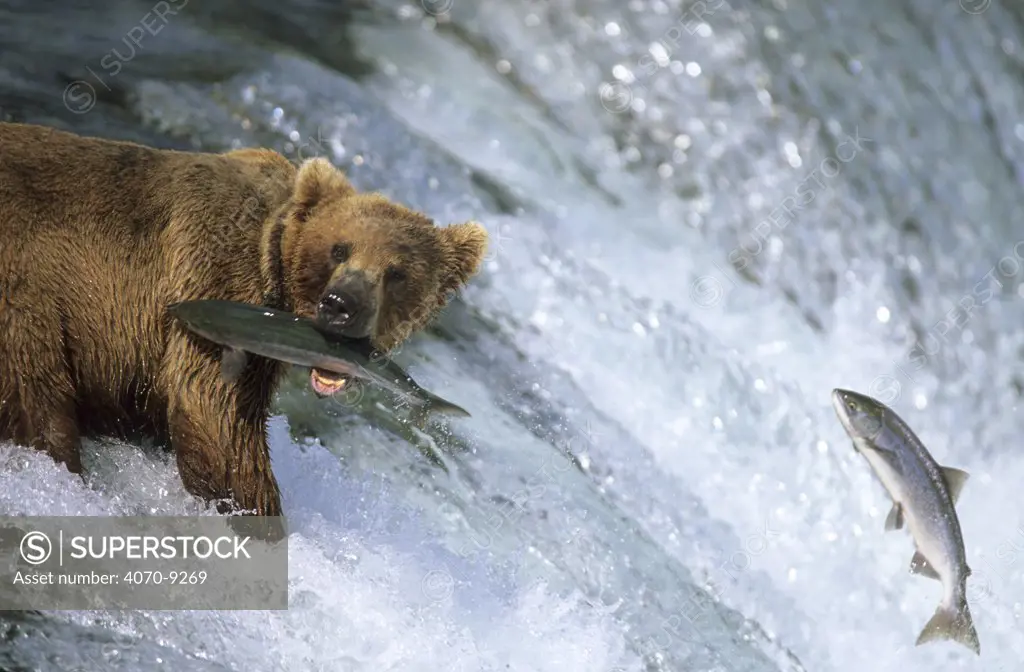 Grizzly bear Ursus arctos horribilis} catching Salmon in Brooks River, Katmai National Park, Alaska, USA.