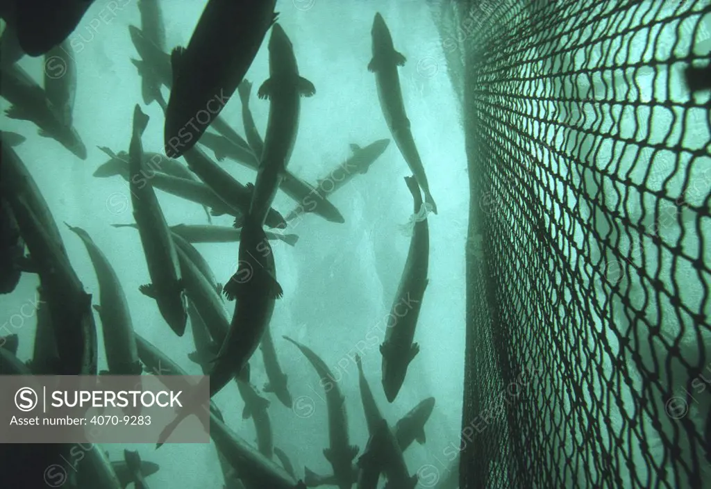 Atlantic salmon (Salmo salar) in cage of Salmon farm, Norway, Captive