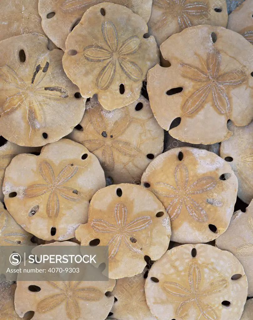 Fossil sand dollars found in sand beneath cliffs of Sonora, El Golfo Biosphere Reserve, Mexico