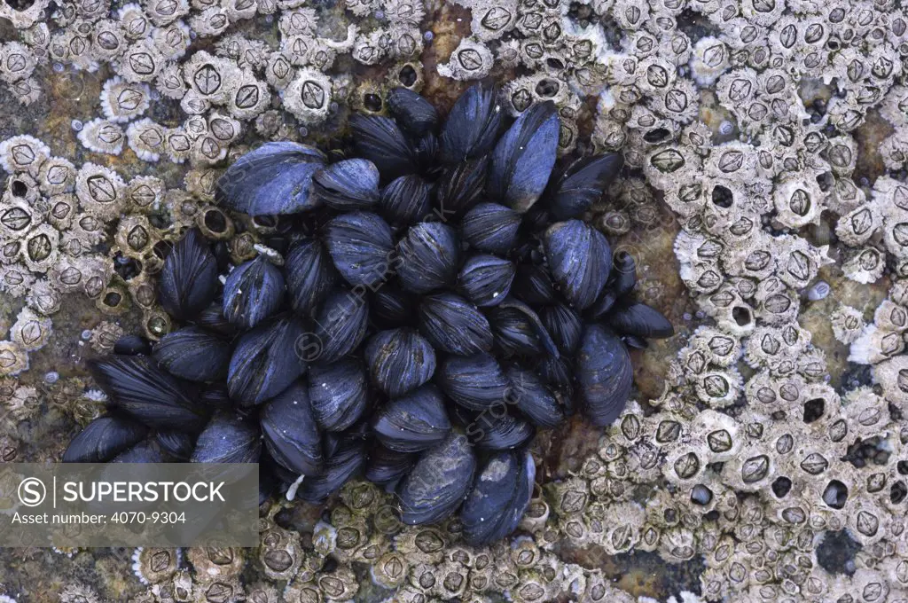 Young Common / Blue mussels (Mytilus edulis) amongst acorn barnacles (Balanus amphitrite) Tiree, Scotland UK, May 2006