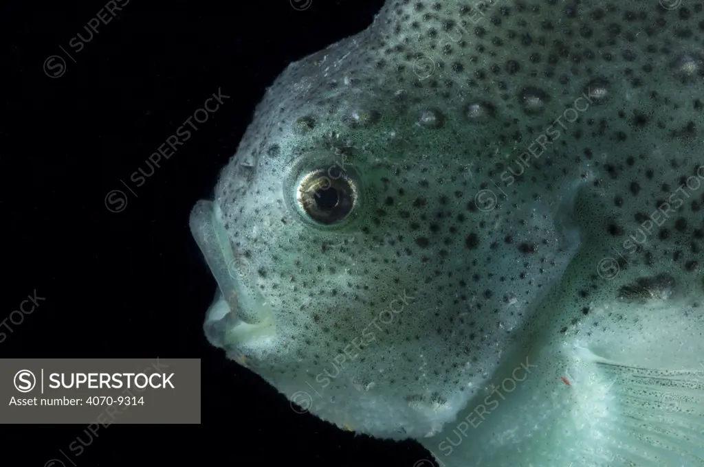 Lumpsucker Cyclopterus lumpus} deepsea, 2392m, Barents sea, Northern Europe