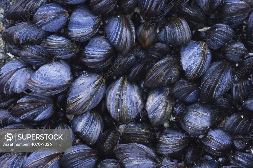 Group of Common mussels (Mytilus edulis) exposed at low tide, Tiree, Scotland UK