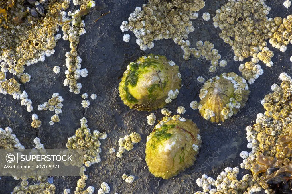 Limpet Patella vulgata}, Barnacles and Seaweed on a rock on the beach, Bamburgh, Northumbria, England, UK