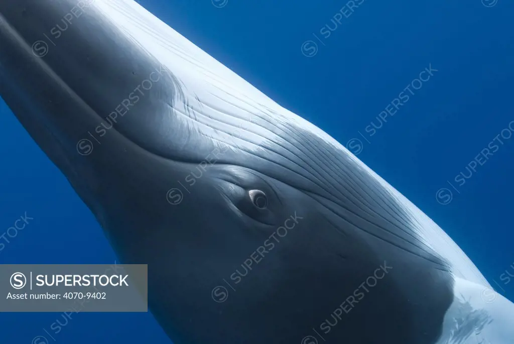 Dwarf minke whale Balaenoptera acutorostrata} close up abstract showing eye, Queensland, Australia