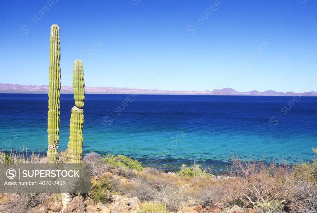 Cardon Cactus Pachycereus pringlei} at Bahia Concepcion, Baja California Sur, Mexico