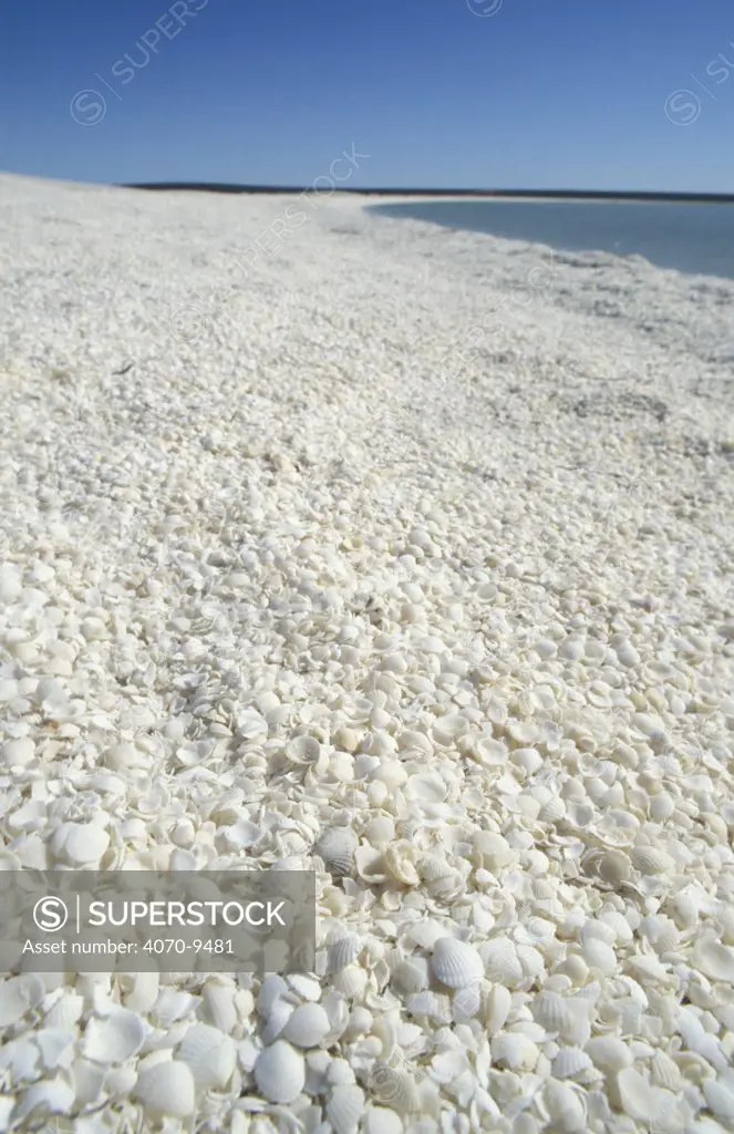 Shell Beach, a unique beach of tiny white shells up to 10 metres deep and stretching for over 120km, Shark Bay, Western Australia