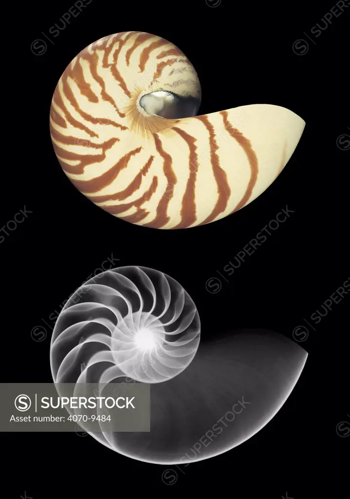 Photograph and X-ray of shell of the Chambered / Pearly nautilus Nautilus pompilius}
