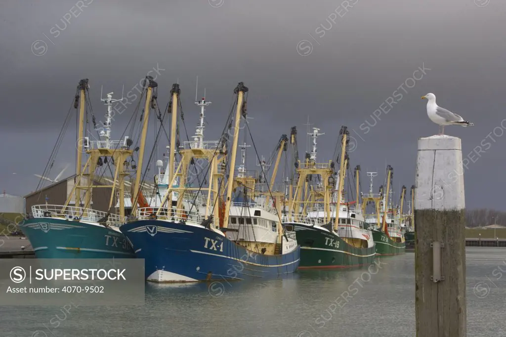 Herring Gull (Larus argentatus) on a post with fishing boats in the background in Texel harbour, Netherlands