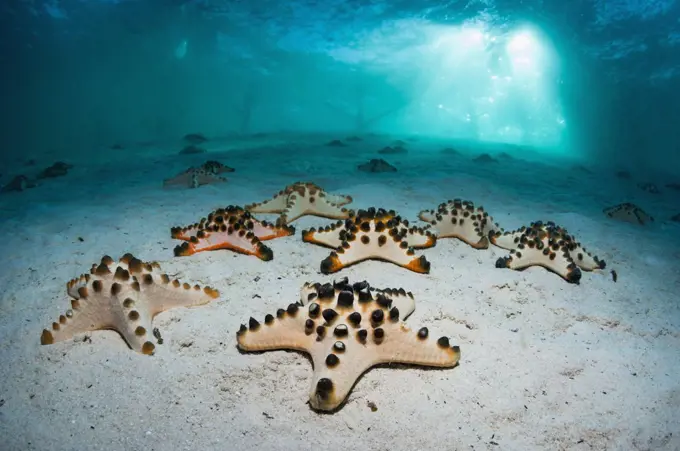 Chocolate chip sea star o (Protoreaster nodosus) on sandy bottom. Mabul, Malaysia.