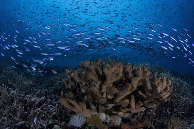 Virgin coral reef habitat with countless fish species, Tokyo Express dive site, Eastern Fields of Papua New Guinea.