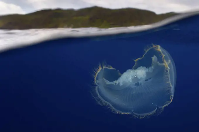 Moon jellyfish (Aurelia aurita) near the surface, Santa Maria Island, Azores, September.